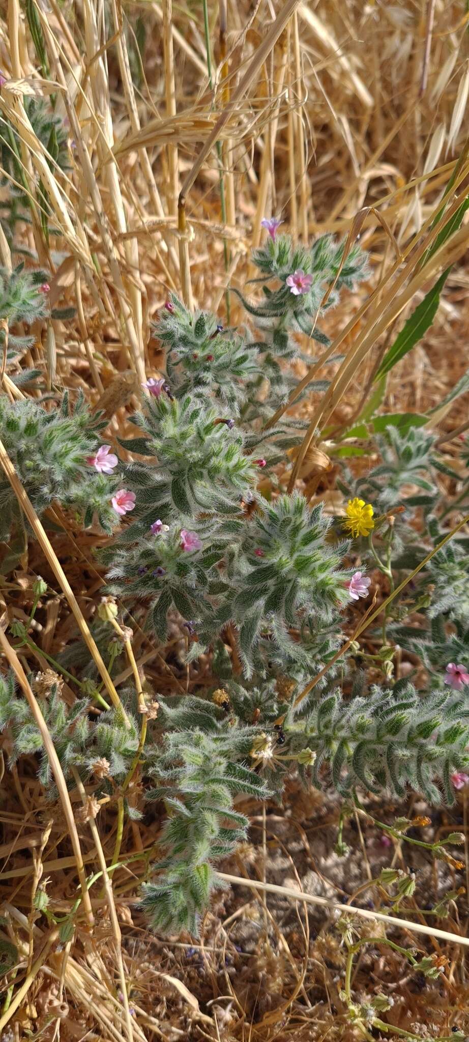 Image of strigose alkanet