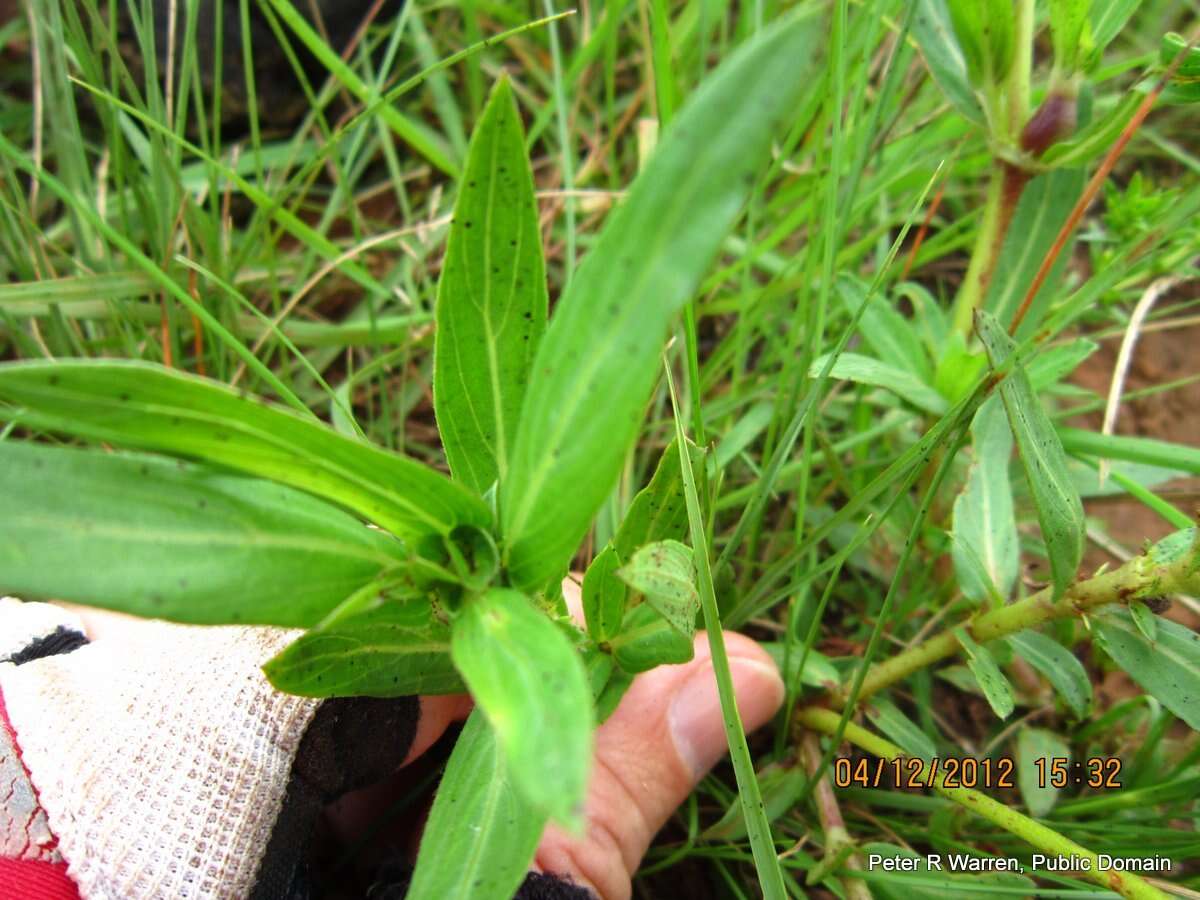 Image of Pentanisia angustifolia (Hochst.) Hochst.