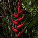 Imagem de Heliconia orthotricha L. Andersson