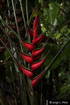 Sivun Heliconia orthotricha L. Andersson kuva