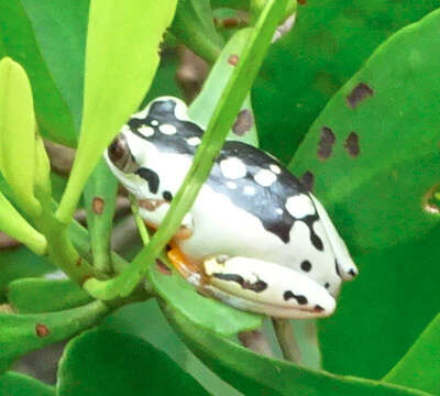 Image de Heterixalus variabilis (Ahl 1930)