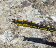 Image of Western Clubtail