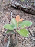 Image of Kalanchoe orgyalis Baker