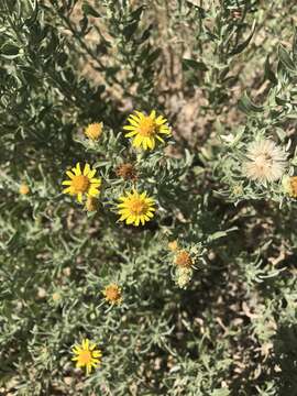 Image of hoary false goldenaster