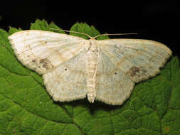 Image of Large Lace-border