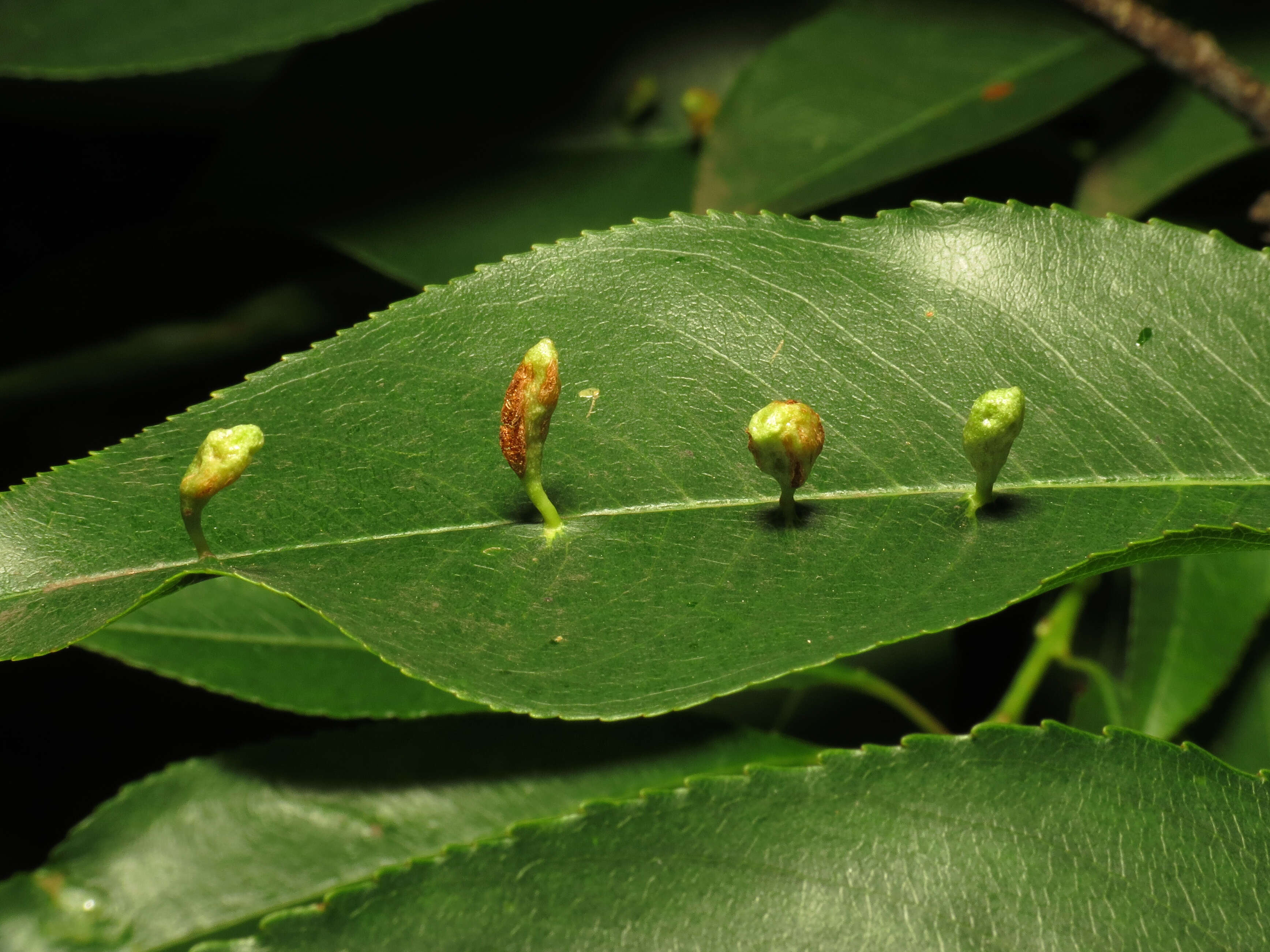 Image of Eriophyes cerasicrumena