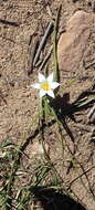 Image of Romulea flava var. viridiflora (Bég.) M. P. de Vos