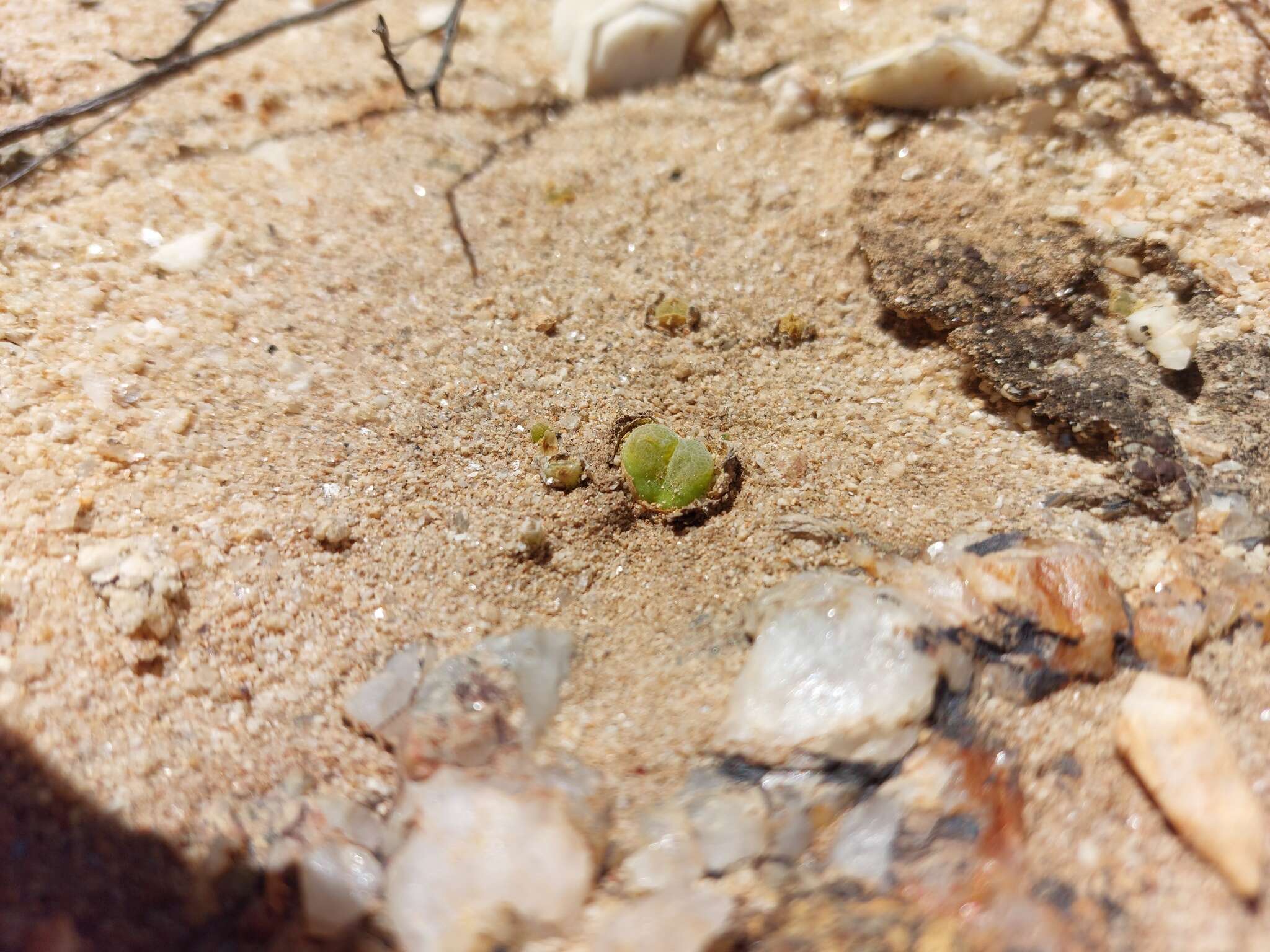 Image of Conophytum longum N. E. Br.