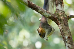 Image of Cream-coloured giant squirrel