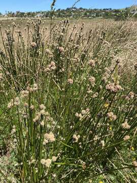 Слика од Scirpoides holoschoenus subsp. thunbergii (Schrad.) Soják