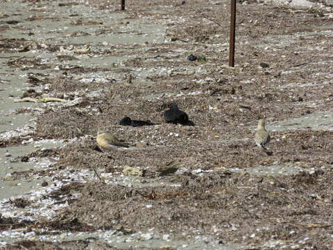 Image of Variable Oystercatcher