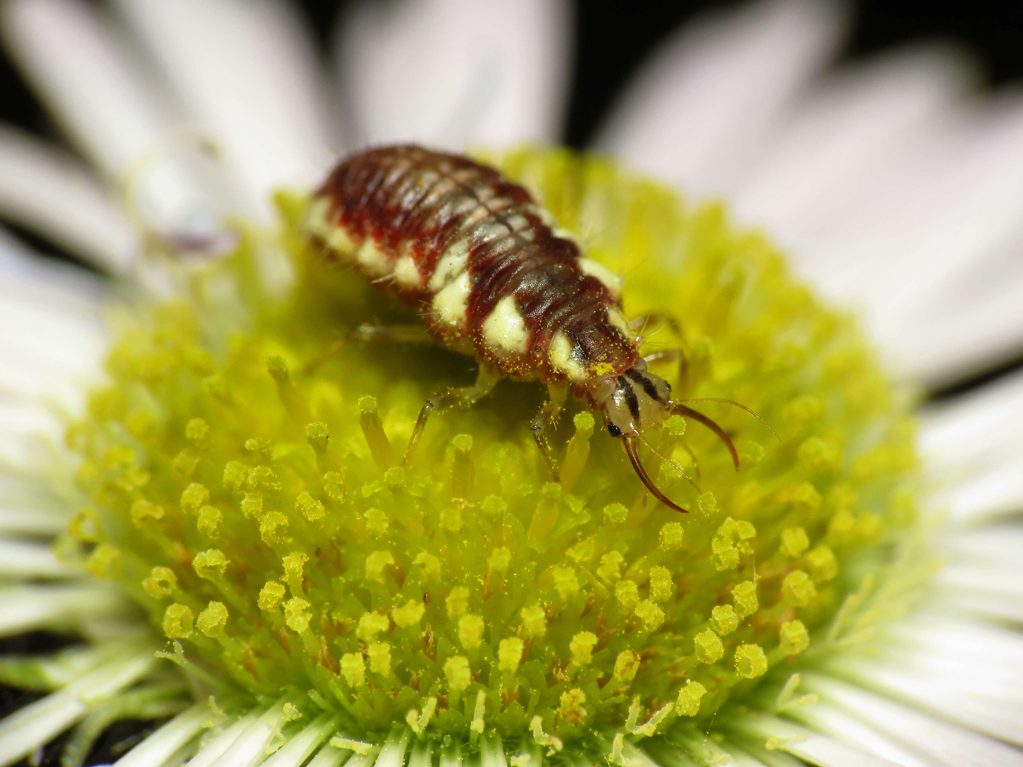 Sivun Chrysoperla rufilabris (Burmeister 1839) kuva