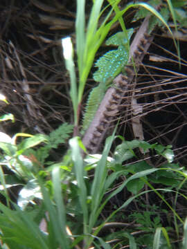 Image of Green Basilisk