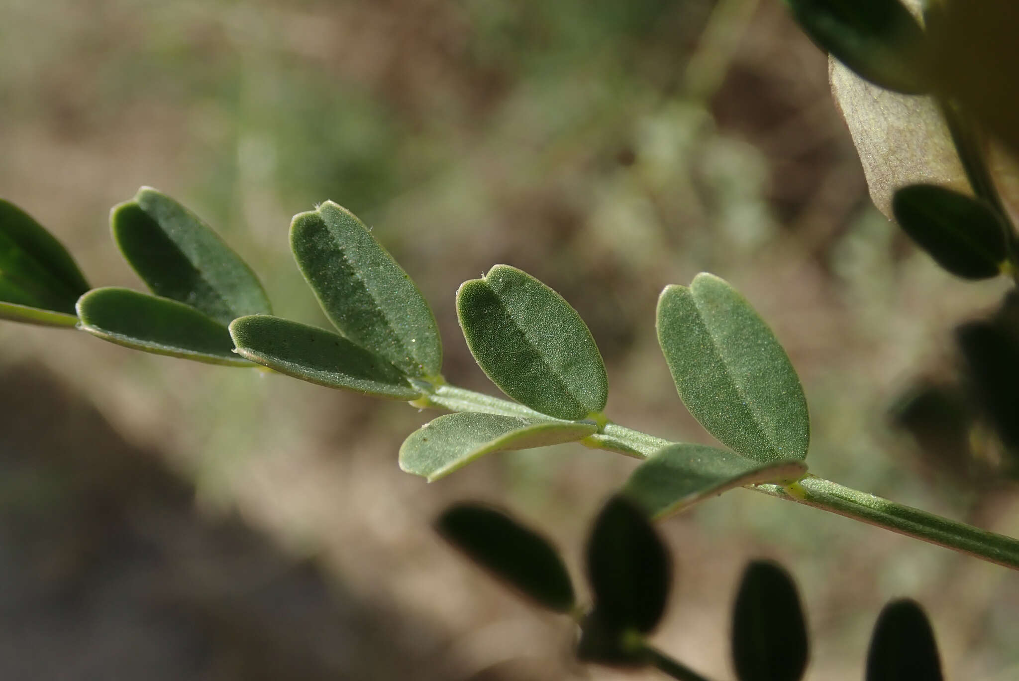 Imagem de Lessertia benguellensis Baker fil.