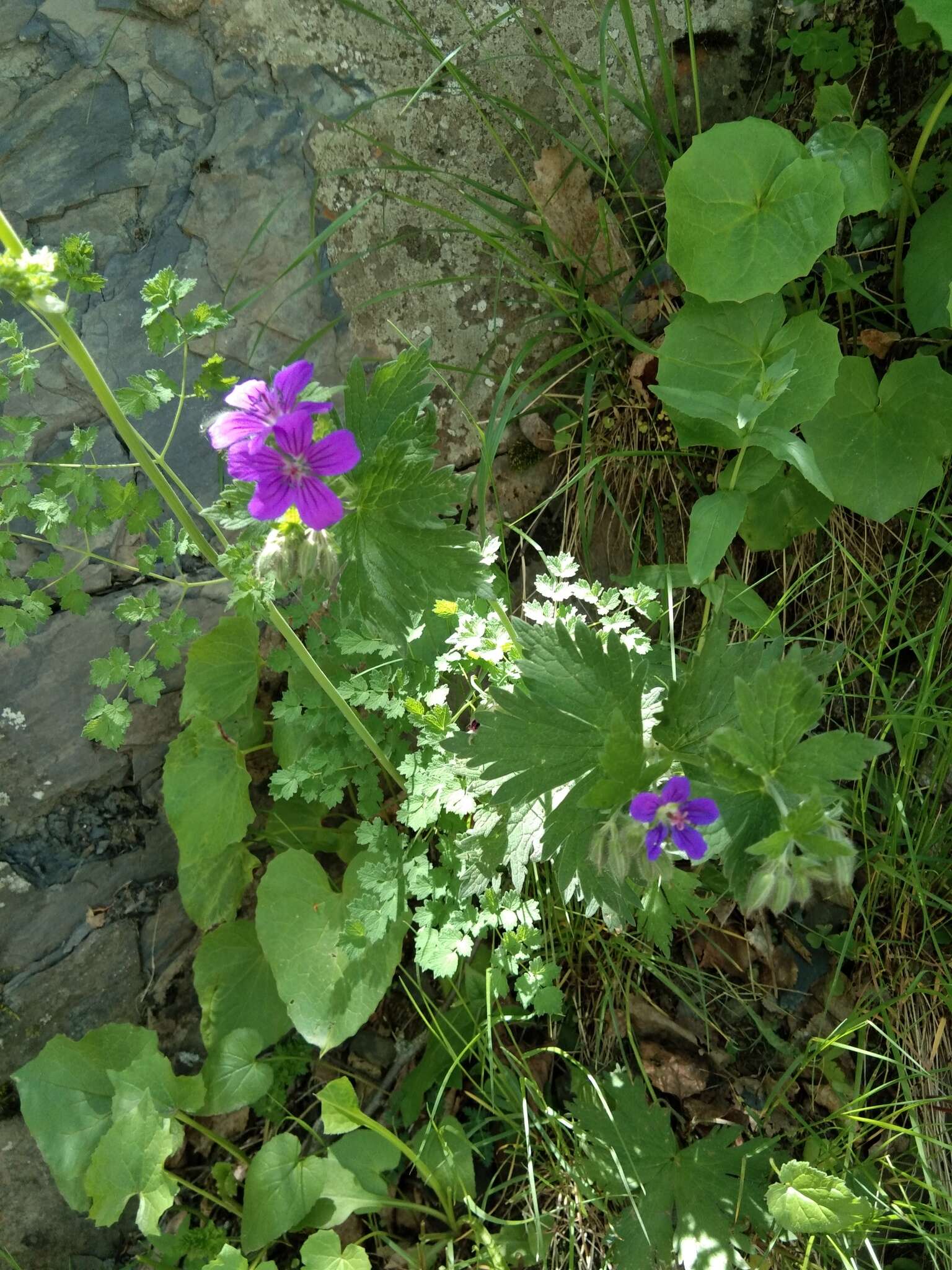 Image of Glandular Crane's-bill