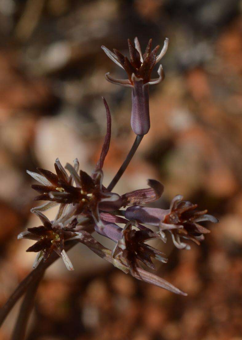 Tulbaghia capensis L. resmi