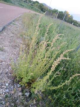 صورة Antirrhinum graniticum Rothm.