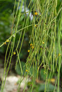 Imagem de Rhipsalis puniceodiscus G. Lindb.