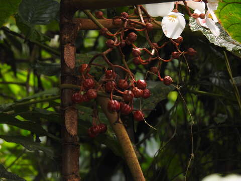 Image of Begonia baccata Hook. fil.