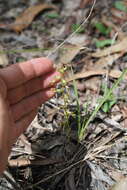 Image of Arthrochilus prolixus D. L. Jones