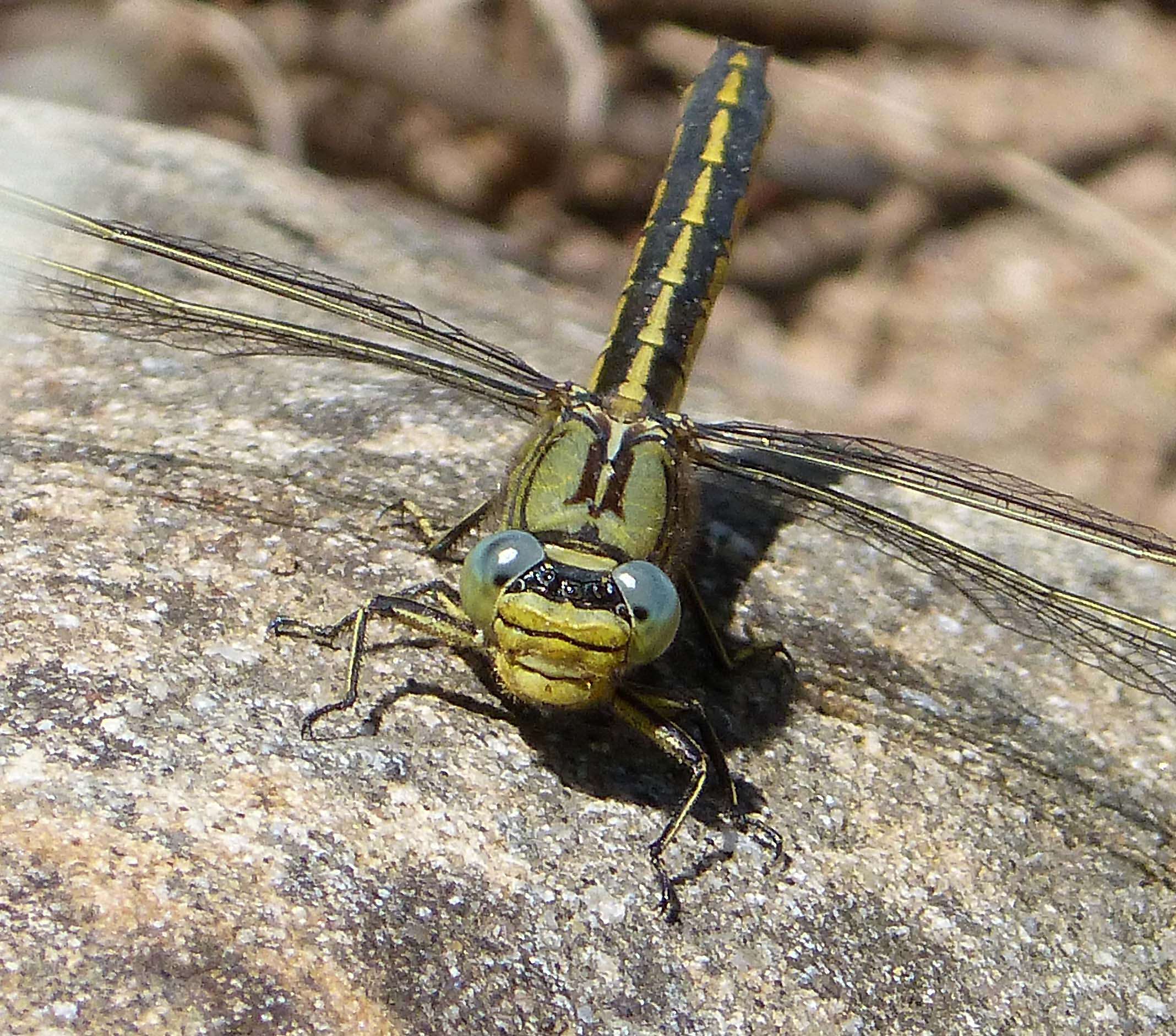 Image of Western Clubtail