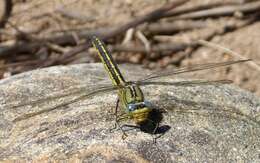 Image of Western Clubtail