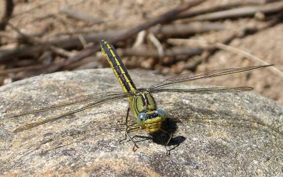 Image of Western Clubtail