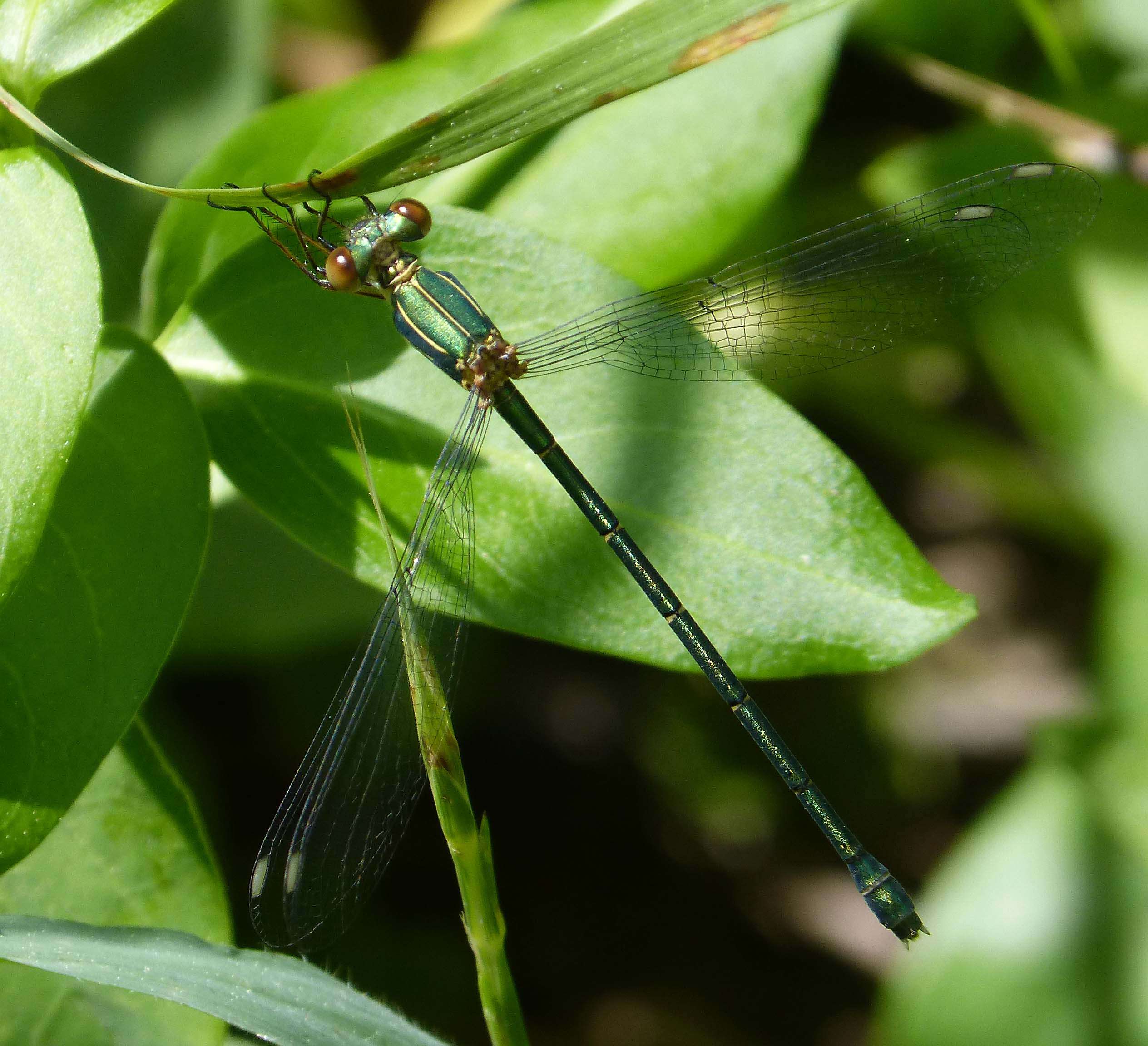 Image of Chalcolestes Kennedy 1920