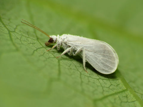 Image of dustywings