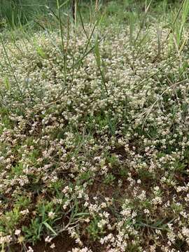 Image of Adenogramma glomerata (L. fil.) Druce