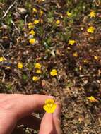 Image of Bare Monkey-Flower