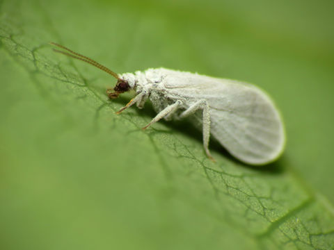 Image of dustywings