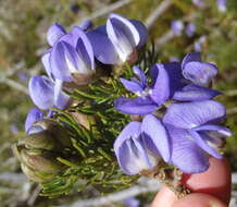 Image of Psoralea speciosa Eckl. & Zeyh.