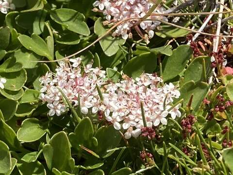 Image of Trachymene humilis subsp. breviscapa (Domin) P. Short