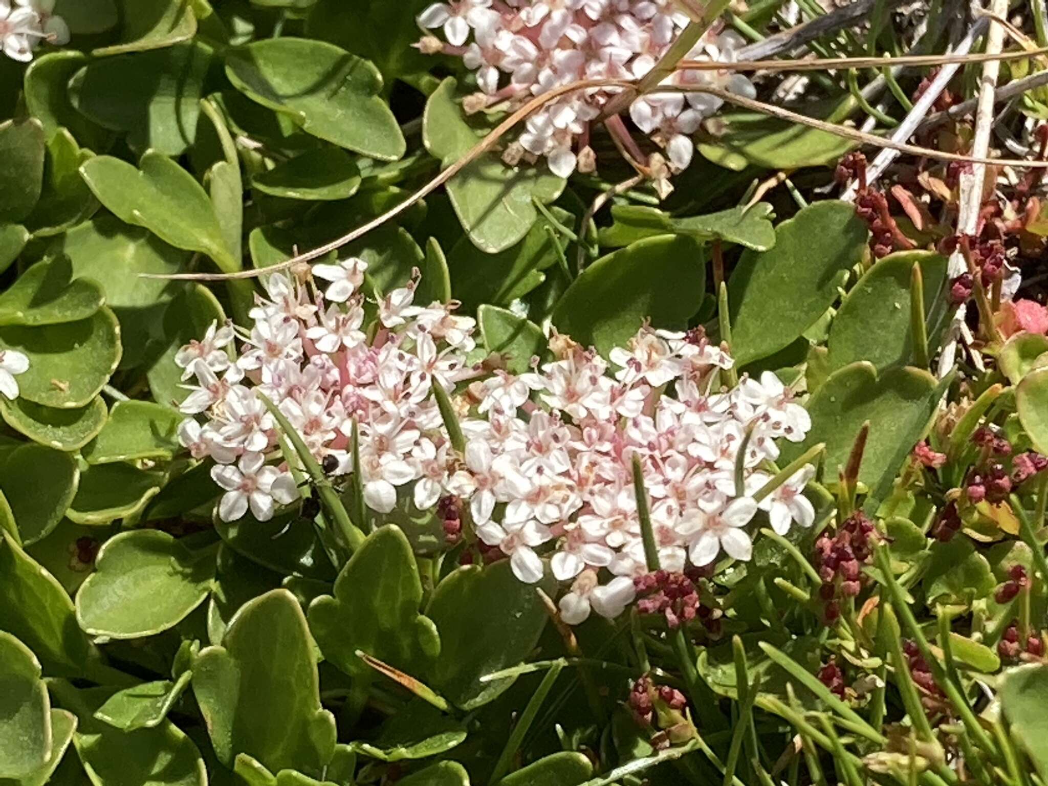 Trachymene humilis subsp. breviscapa (Domin) P. Short resmi