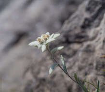 Sivun Leontopodium nivale subsp. alpinum (Cass.) Greuter kuva