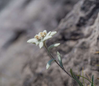 Image of Leontopodium nivale subsp. alpinum (Cass.) Greuter