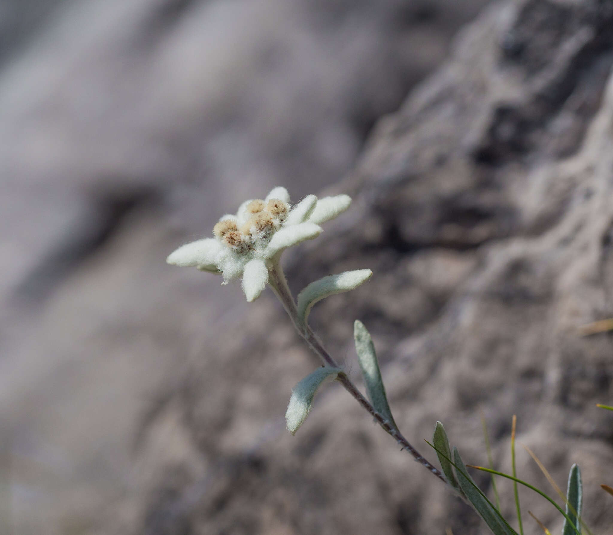 صورة Leontopodium nivale subsp. alpinum (Cass.) Greuter