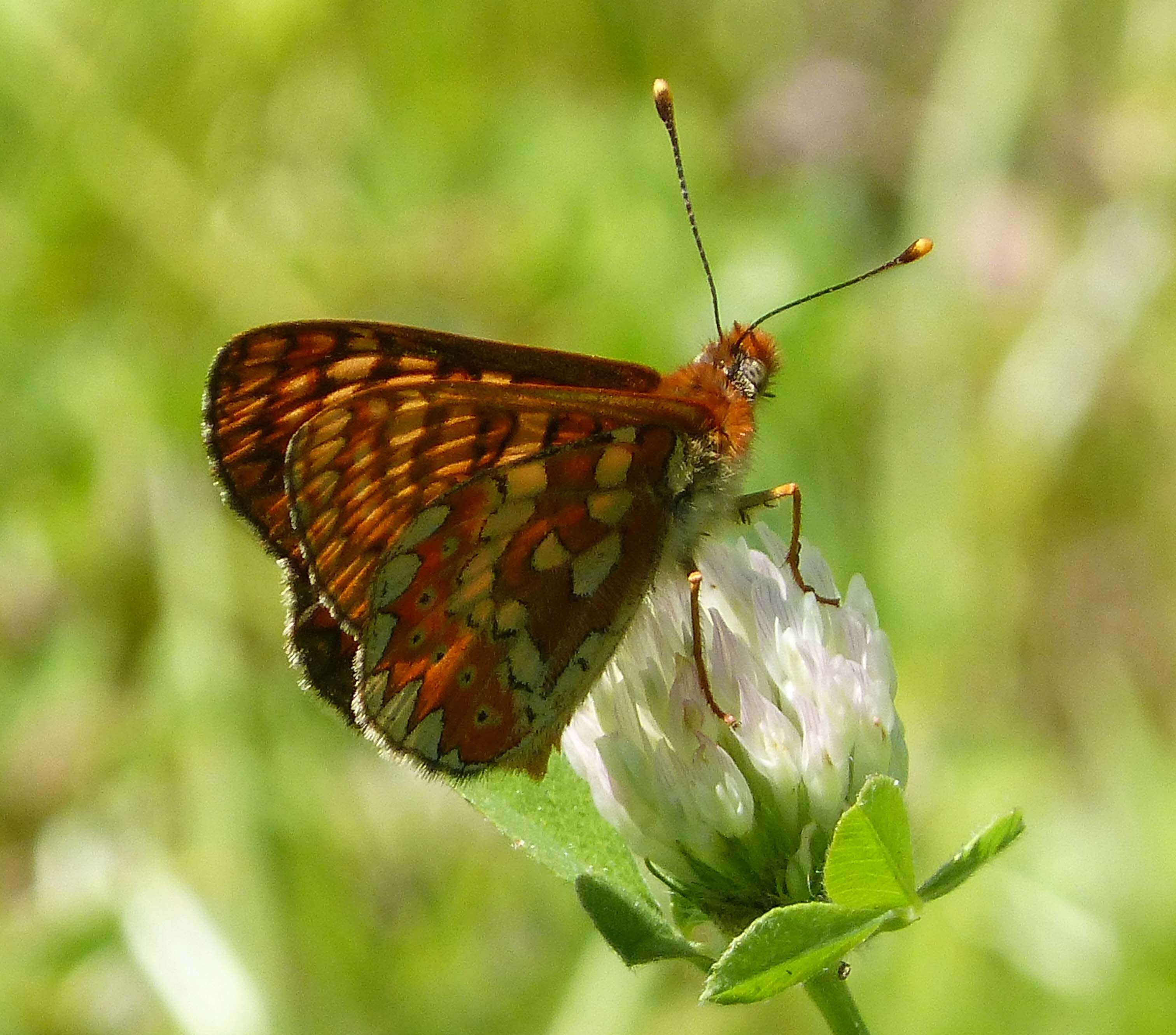 Plancia ëd Euphydryas aurinia