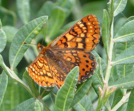 Plancia ëd Euphydryas aurinia