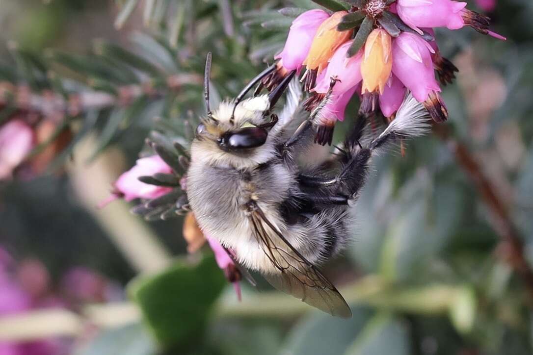 Image of Anthophora pacifica Cresson 1879