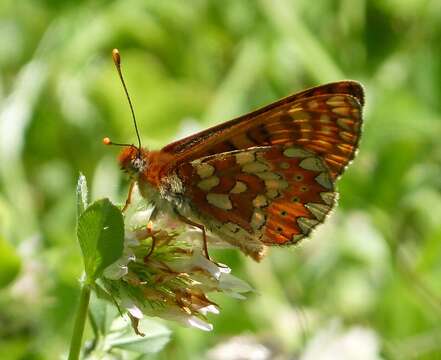 Plancia ëd Euphydryas aurinia