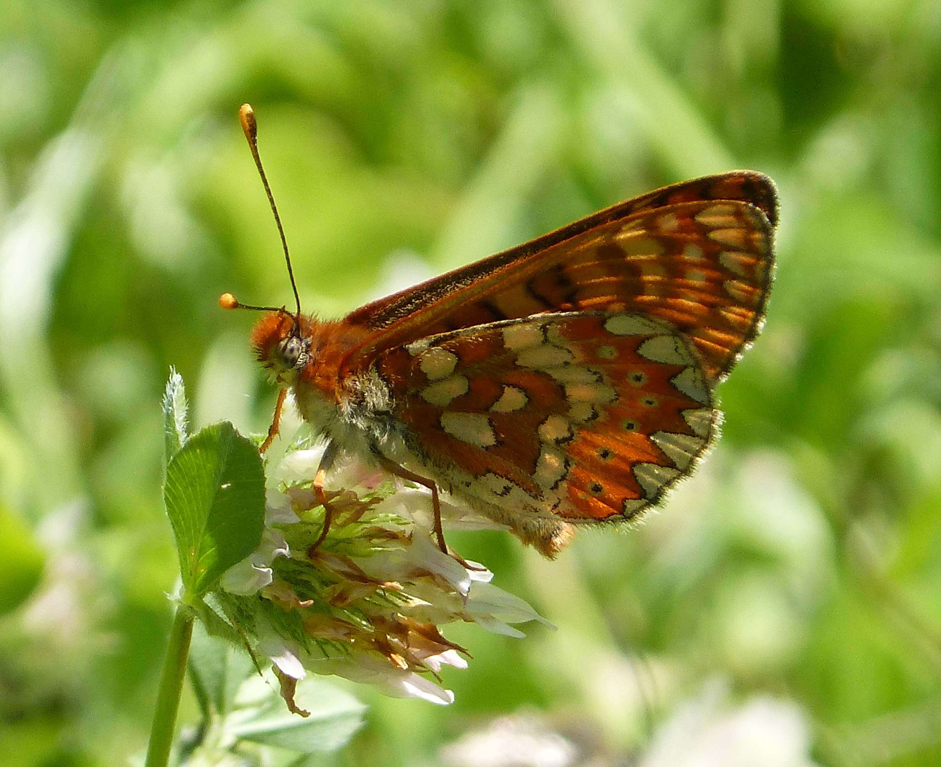 Plancia ëd Euphydryas aurinia