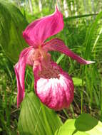 Image of Cypripedium ventricosum Sw.