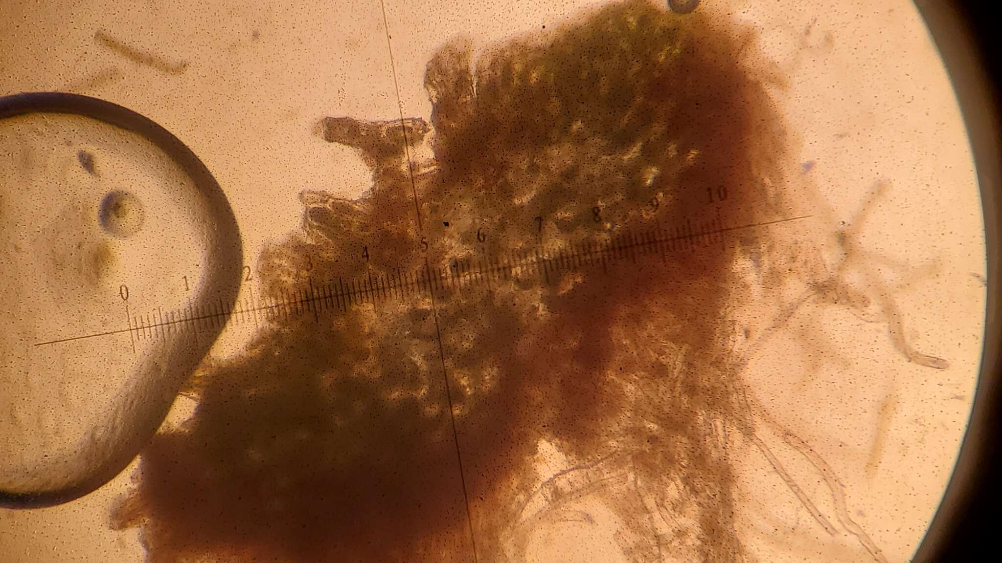 Image of Schistochilopsis incisa (Schrad.) Konstant.