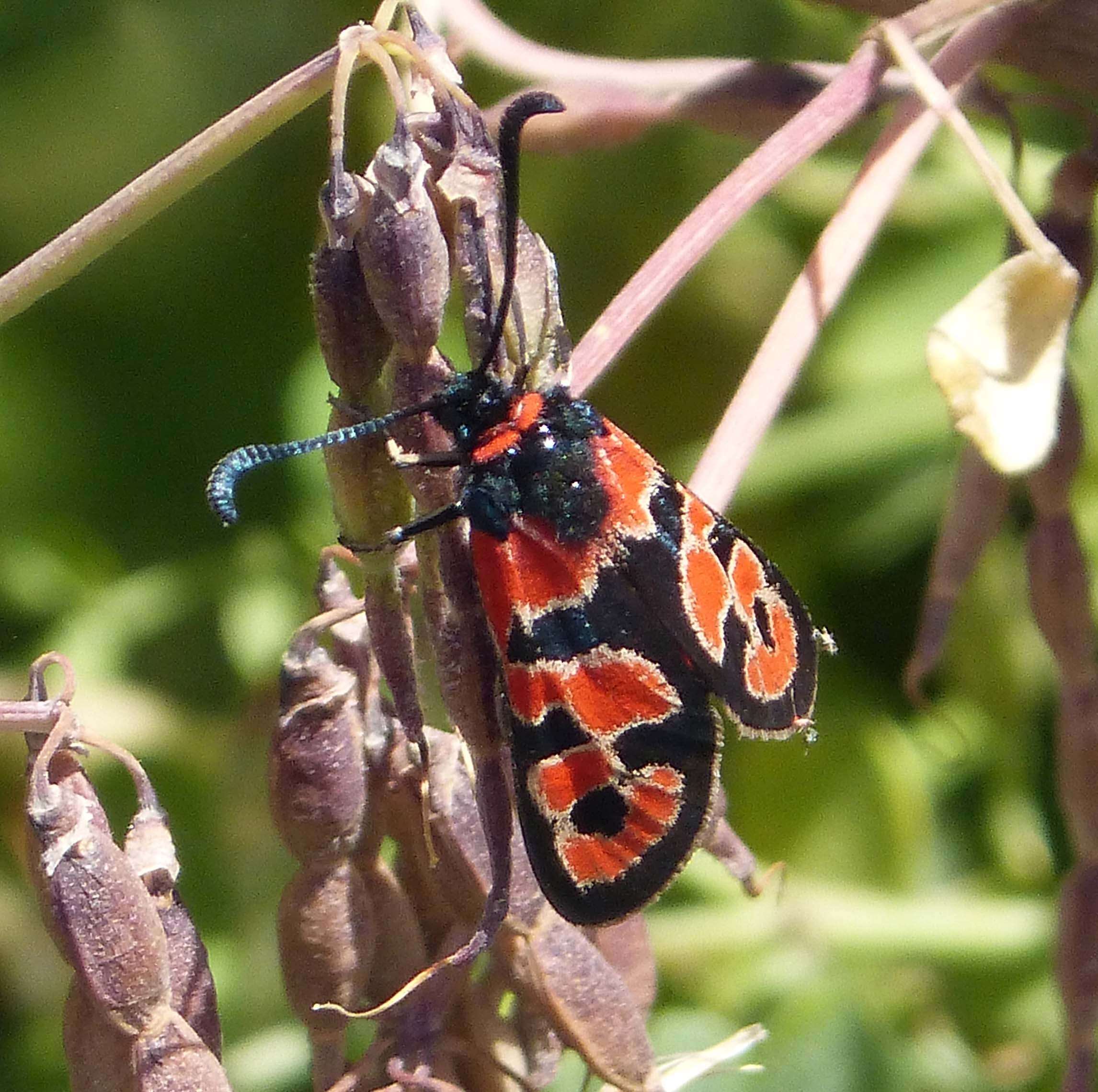 Image of Zygaena fausta Linnaeus 1767