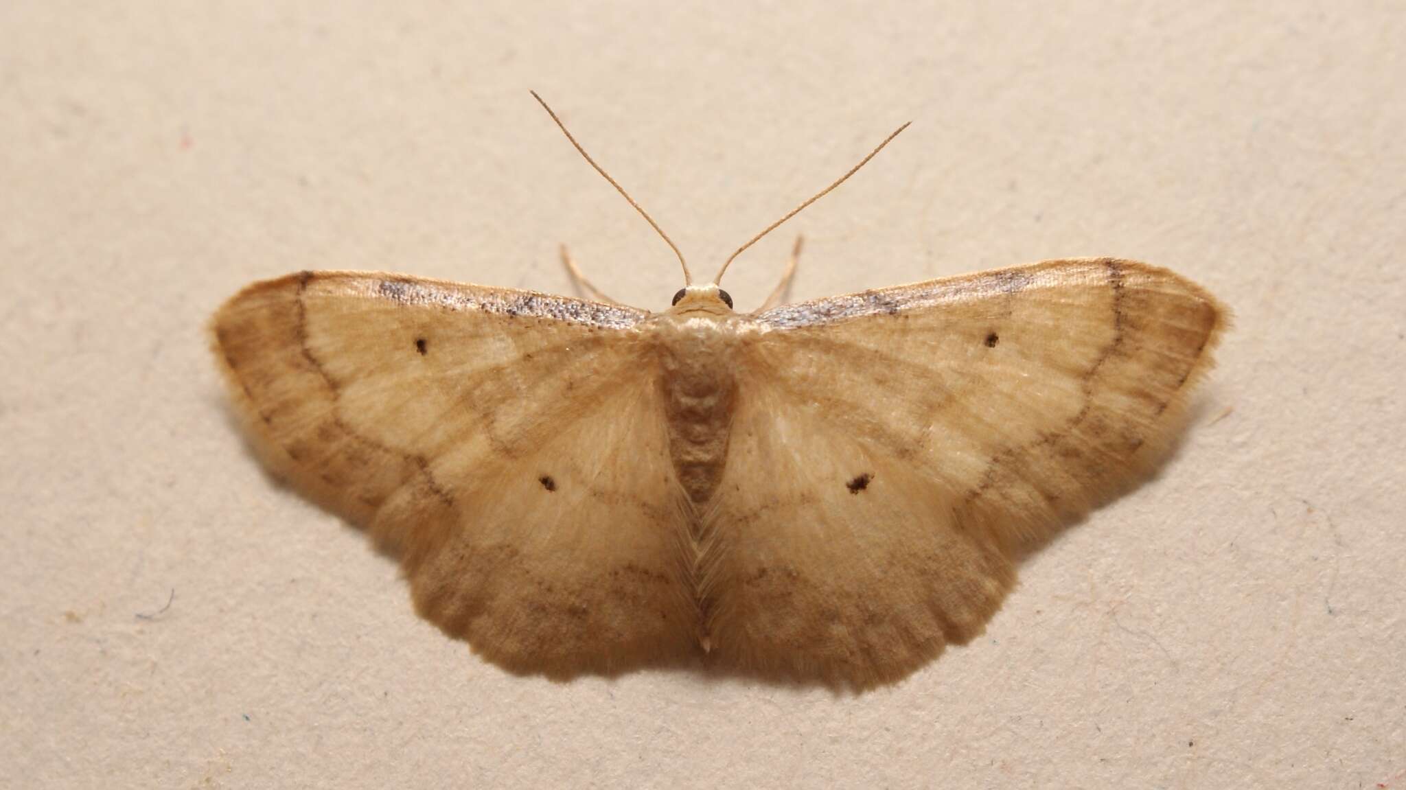 Image of Idaea politaria Hübner 1799