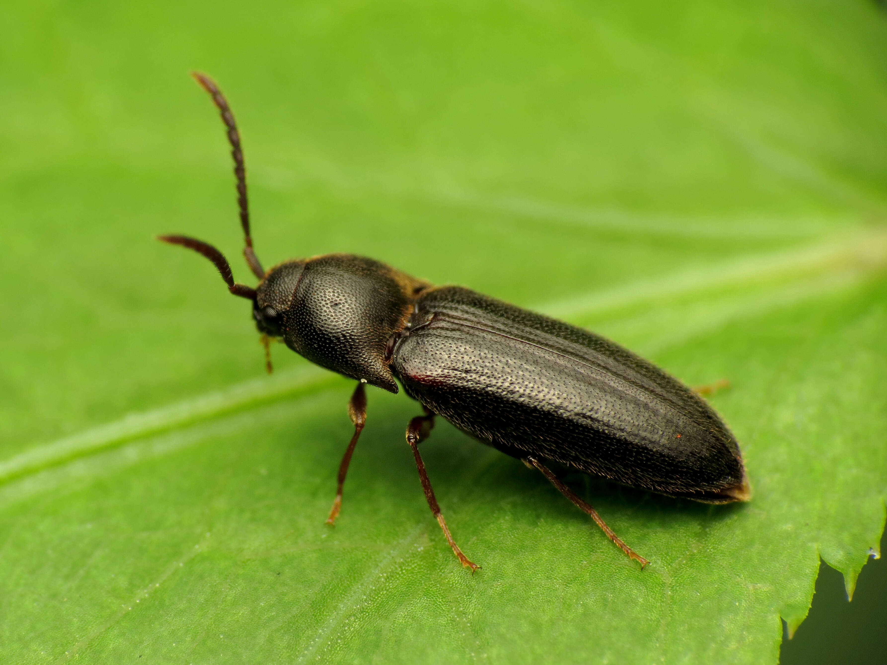 Image of false click beetles