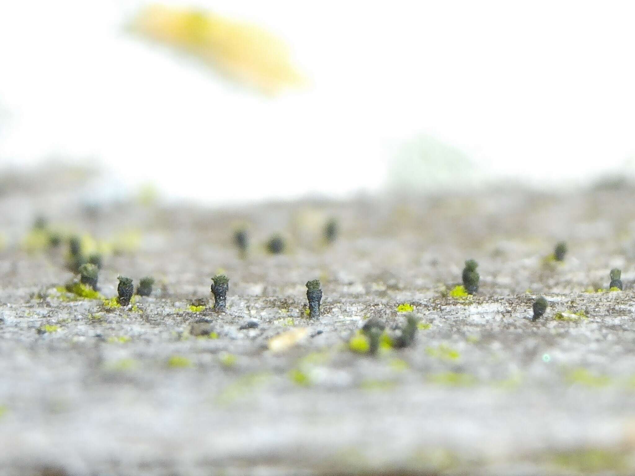 Image of microcalicium lichen