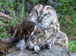 Image of Tawny Owl